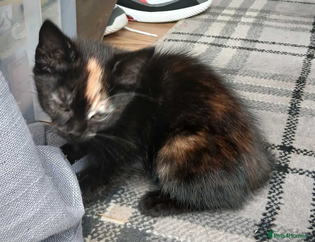 Mixed Breed cats for sale: Beautiful tortershel kitten ready for new address - Image 2