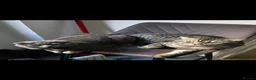 Scottish Fold cats for sale: Beautiful!😍 Scottish Fold/Straight kittens. - Advert 7