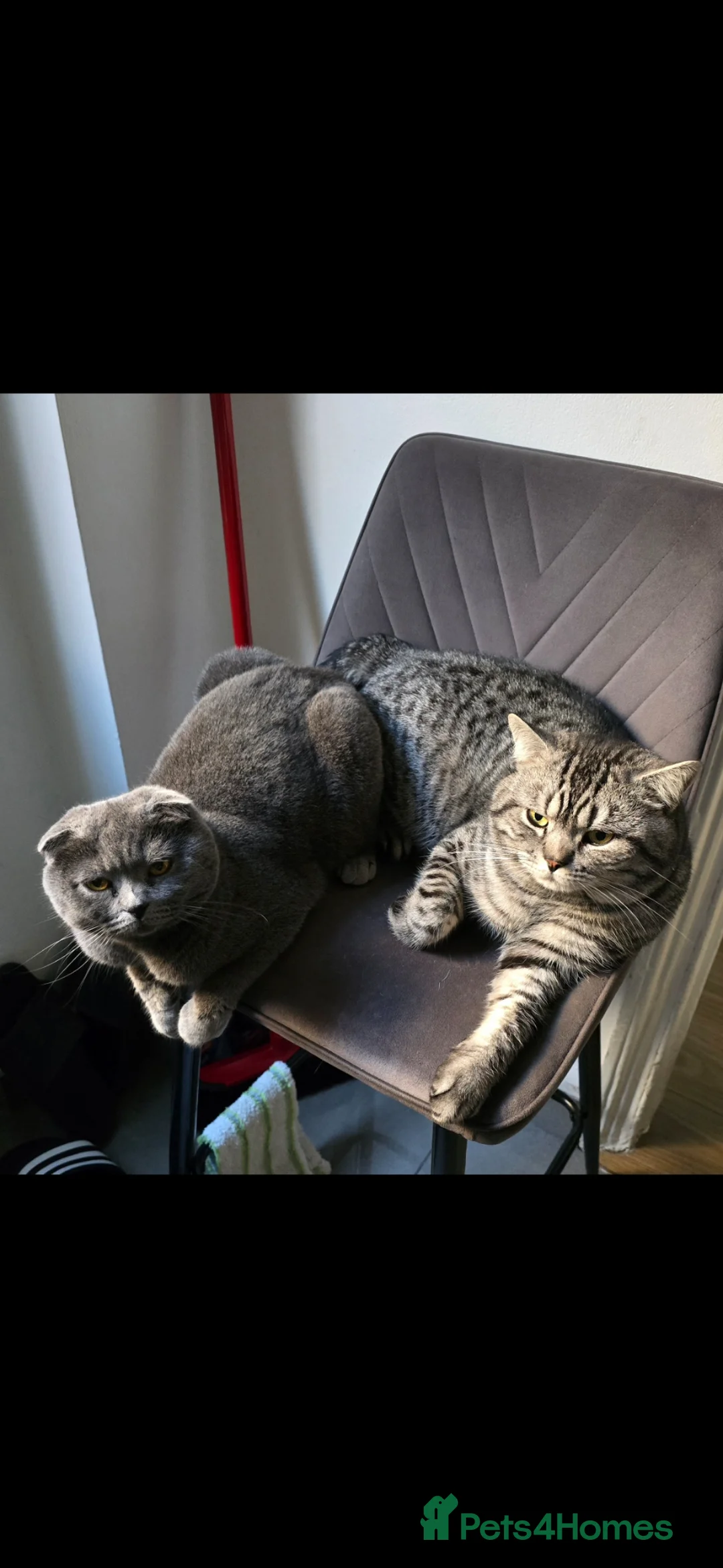Scottish Fold cats for sale: Beautiful!😍 Scottish Fold/Straight kittens. - Advert 7