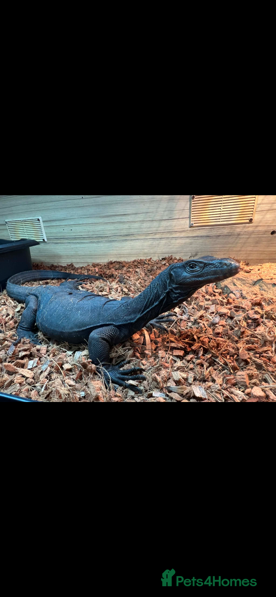 Monitor reptiles Black dragon Asain water monitor - Advert 1