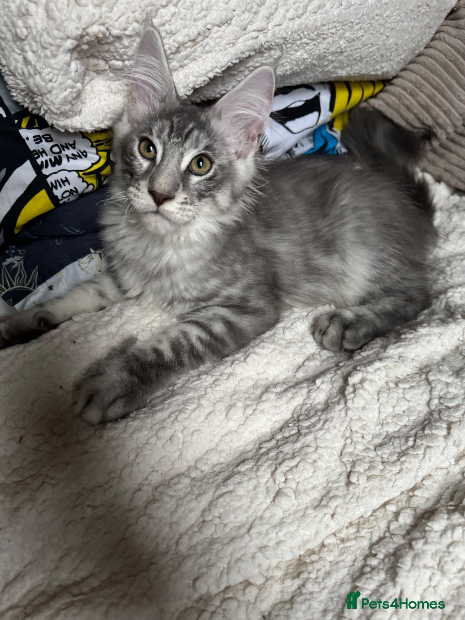 Maine Coon cats 4x maine coons for sale - Advert 2
