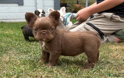 French Bulldog dogs for sale: *Fluffy French Bulldog Pups-4 reserved* - Image 27