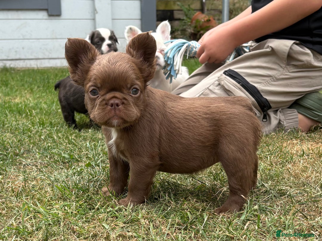 French Bulldog dogs for sale: *Fluffy French Bulldog Pups-4 reserved* - Image 27