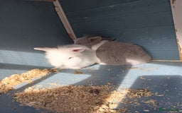 Mixed Breed rabbits for sale: Baby rabbits  - Image 7