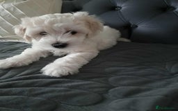 Maltese dogs for sale: 🐩 🏡 Beautiful maltese looking for new home 🏡🐩 - Image 6