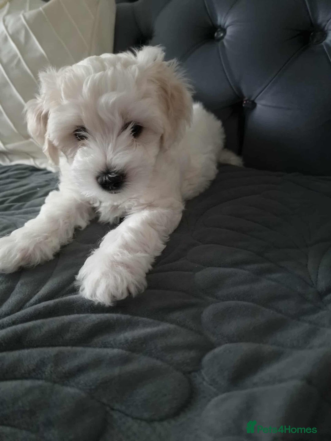 Maltese dogs for sale: 🐩 🏡 Beautiful maltese looking for new home 🏡🐩 - Image 6