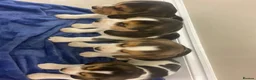 Beagle dogs for sale: Chunky friendly beagles  - Advert 12