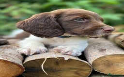 English Springer Spaniel dogs for sale: Working English Springer Spaniel Pups - KC REG - Image 16