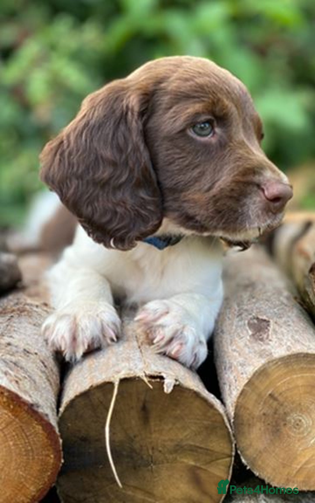 English Springer Spaniel dogs for sale: Working English Springer Spaniel Pups - KC REG - Image 16