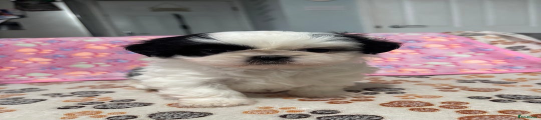 Shih Tzu Puppy 3