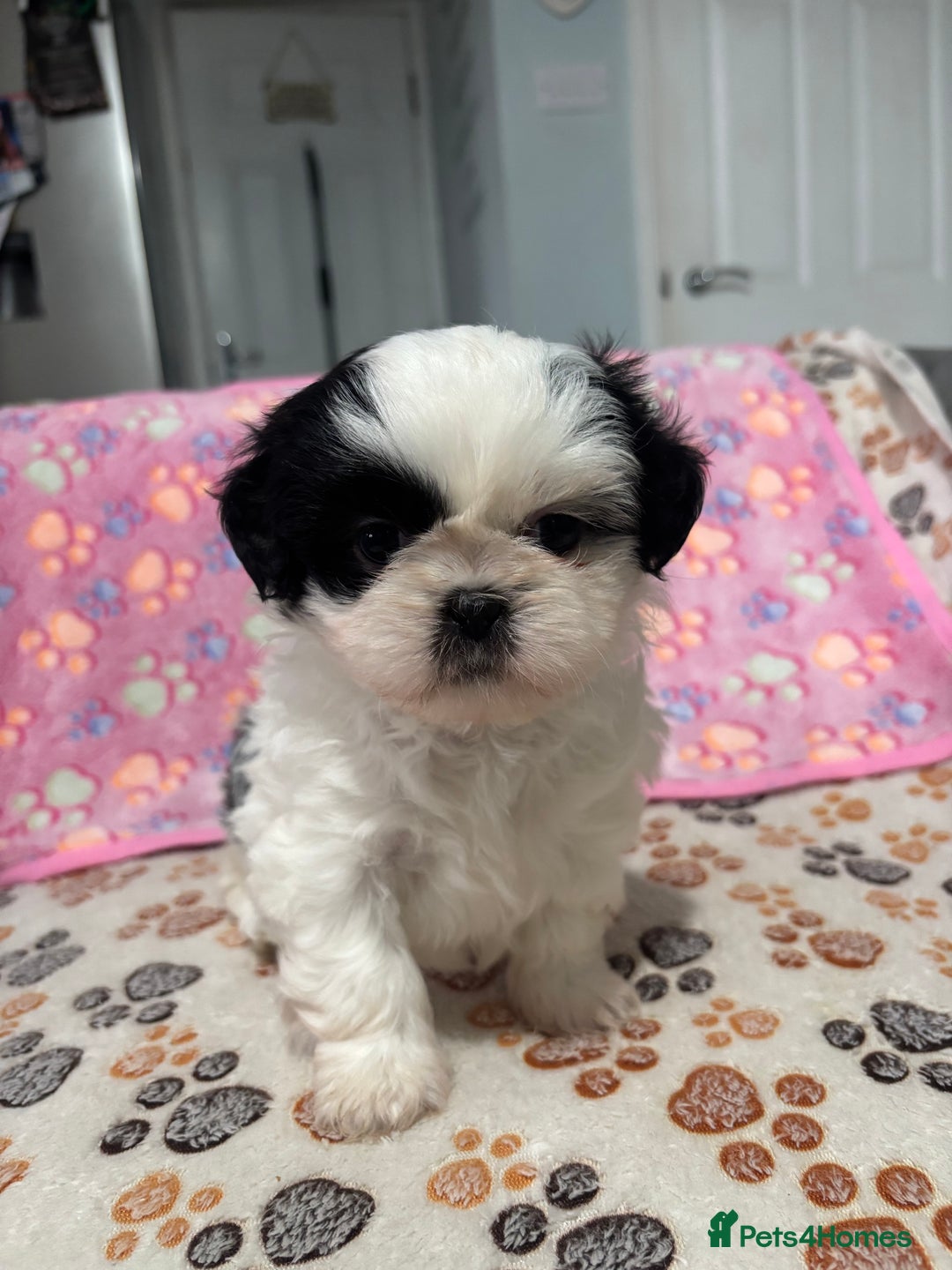 Shih Tzu dogs for sale: Shih tzu puppies - Image 6