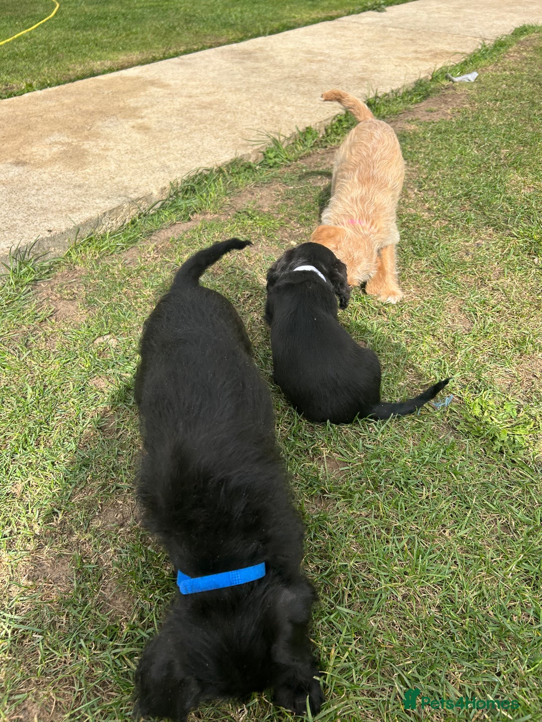 Mixed Breed dogs for sale: Jackapoo spaniel cross - hound puppies  - Image 26