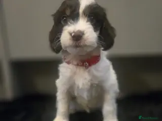 Cockapoo dogs Gorgeous Cockapoo litter - Advert 18