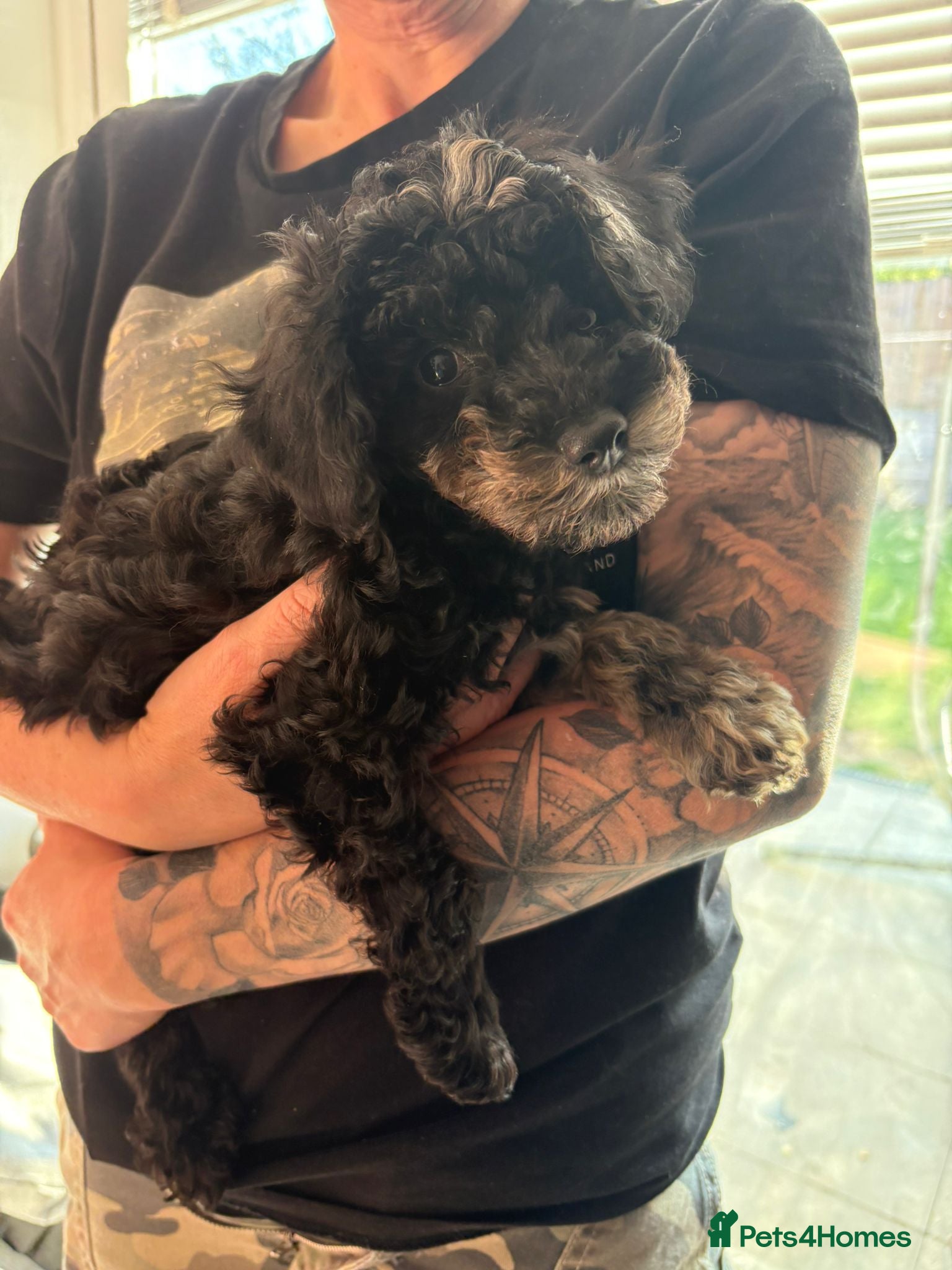 Miniature Poodle dogs Beautiful Merle Miniature Poodles - Advert 2