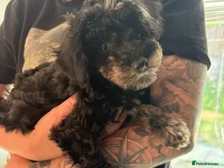 Miniature Poodle dogs Beautiful Merle Miniature Poodles - Advert 2