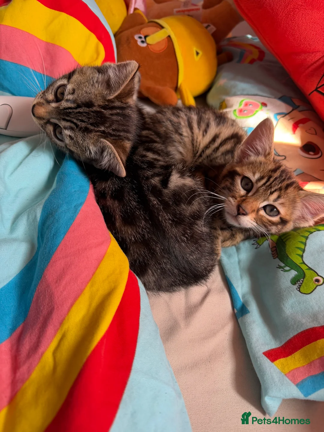 Mixed Breed cats for sale: Half bengal kittens for sale in Stonehouse - Advert 5