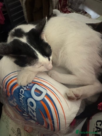 British Shorthair cats - Advert 7