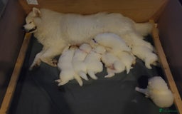 Samoyed dogs for sale: 🐾 Exceptional Pedigree Samoyed Puppies  🐾 - Image 14