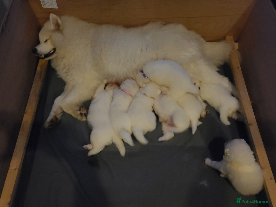 Samoyed dogs for sale: 🐾 Exceptional Pedigree Samoyed Puppies  🐾 - Image 14