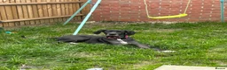 Great Dane dogs for sale: Beautiful Great Dane  - Advert 6