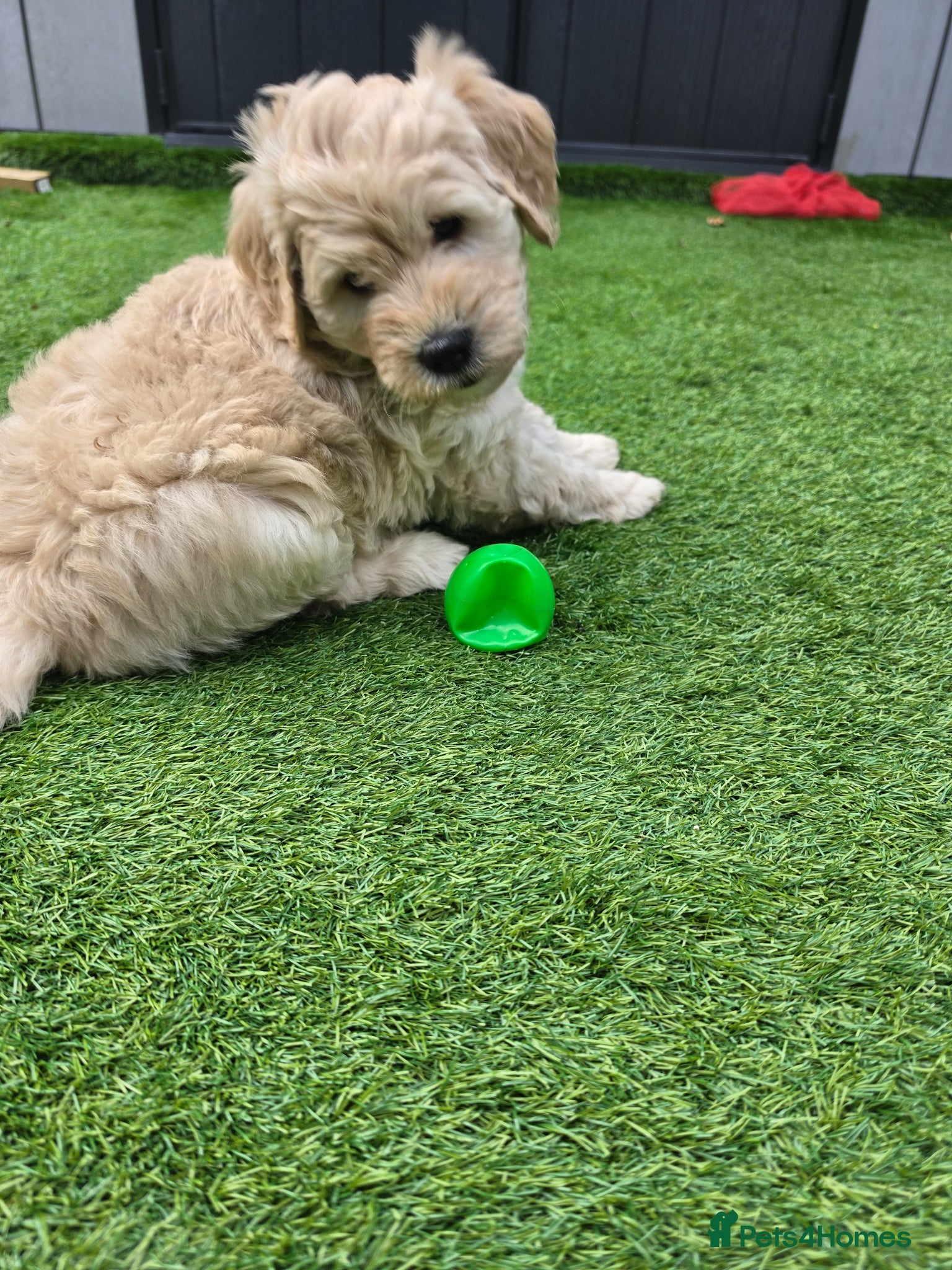 Goldendoodle dogs Multige. Goldendoodle Puppies. Parents DNA clear!! - Advert 2
