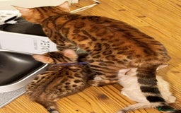 Bengal cats for sale: Exquisite TICA Registered gold&snow BengalKittens  - Image 13