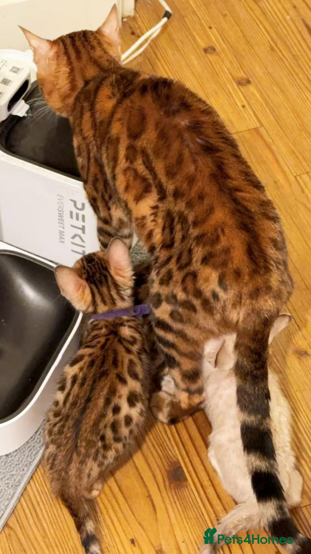 Bengal cats for sale: Exquisite TICA Registered gold&snow BengalKittens  - Image 13