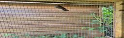 Finches birds for sale: Baby zebra finches for sale in Leicester - Advert 3