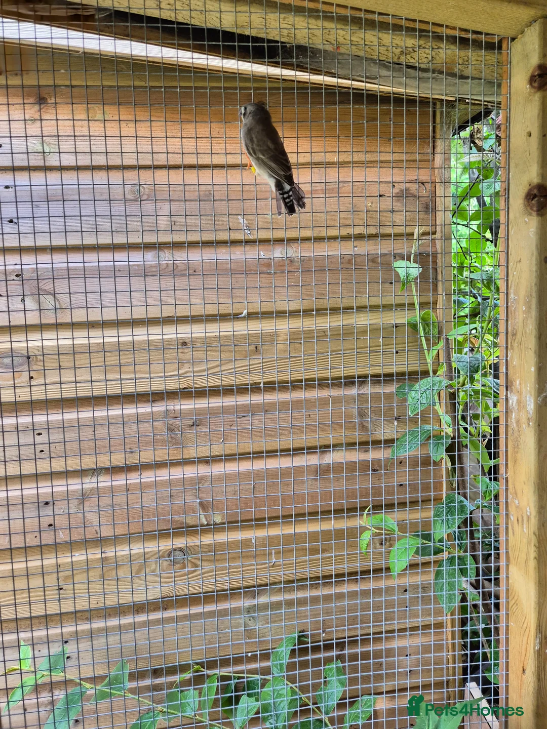 Finches birds for sale: Baby zebra finches for sale in Leicester - Advert 3
