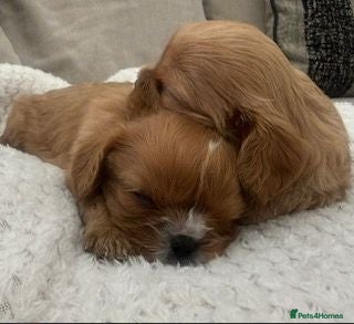 Cavalier King Charles Spaniel dogs Kennel Club registered ruby Cavalier boy puppies. - Advert 1