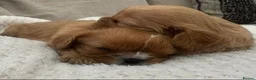Cavalier King Charles Spaniel dogs for sale: Kennel Club registered ruby Cavalier boy puppies. - Advert 1