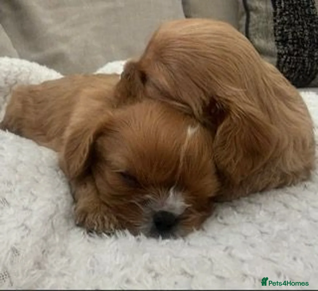 Cavalier King Charles Spaniel dogs for sale: Kennel Club registered ruby Cavalier boy puppies. - Advert 1