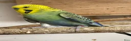 Budgerigars birds for sale: Rainbow male budgies  - Advert 5