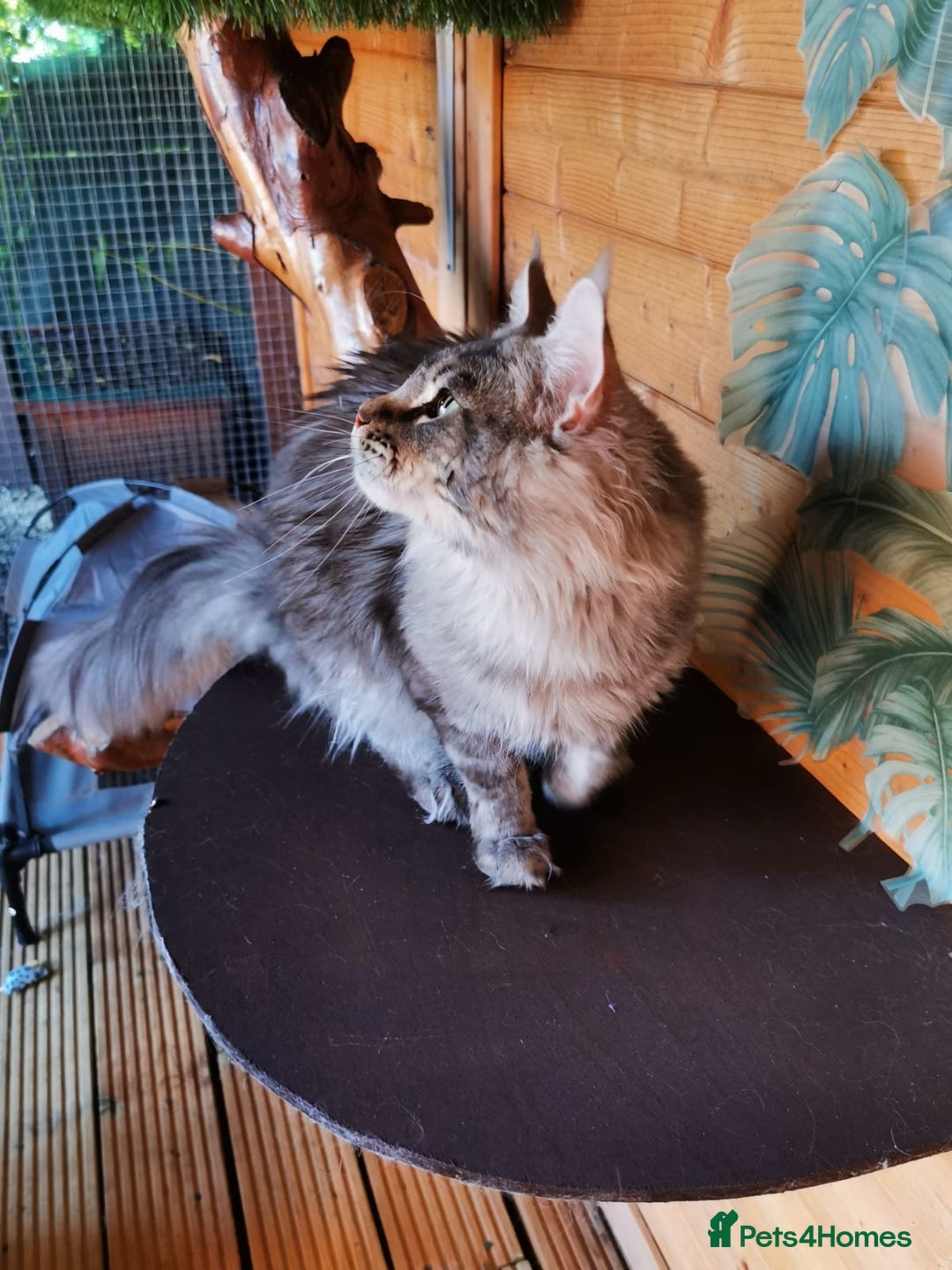 Maine Coon cats for stud: Active Tica duel Gccf Maine Coons in Grantham - Image 9