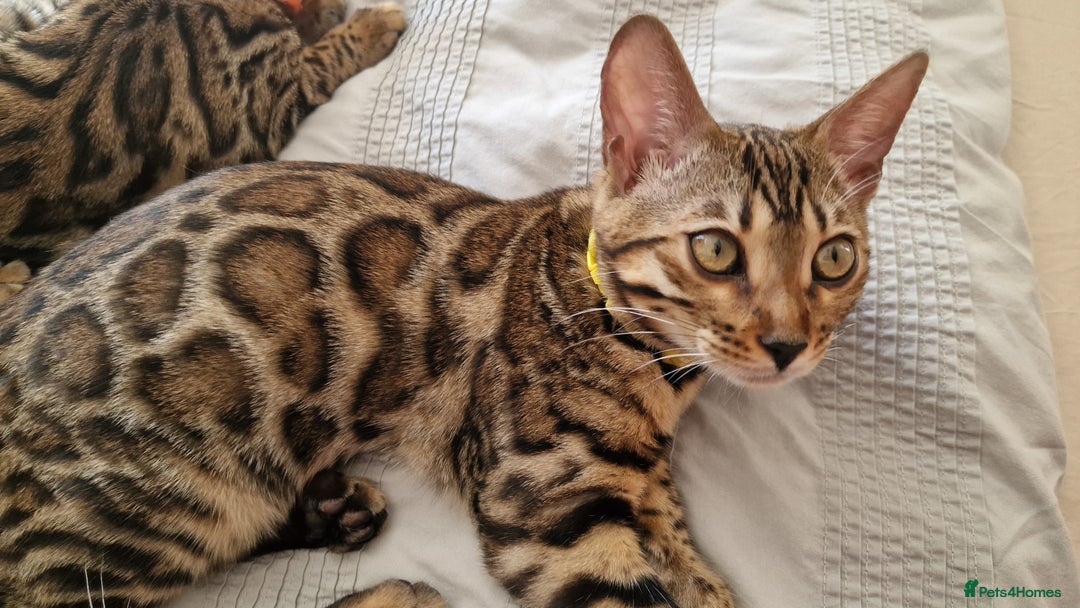 Bengal cats for sale: Two gorgeous Bengals girls  😻😻❤️ - Image 30
