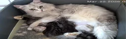 Maine Coon cats for sale: Stunning Maine Coon kittens - Advert 22