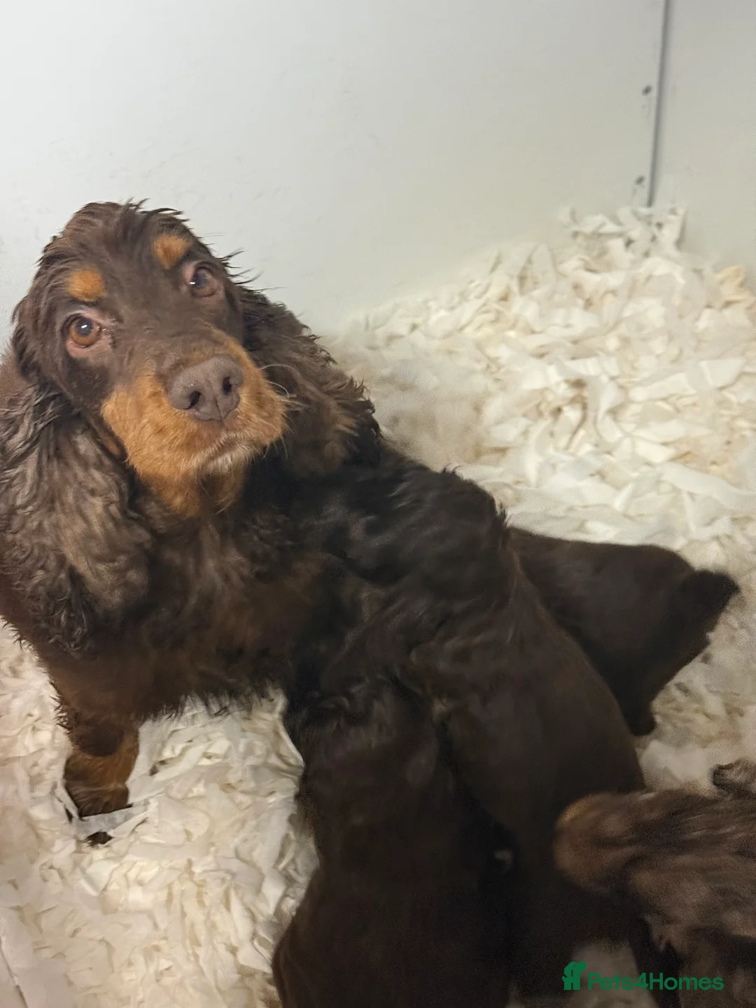 Cockapoo dogs for sale: F1 Show Cockapoo Choc Boy ready to leave  - Advert 4