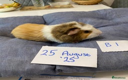 Guinea Pig rodents for sale: Beautiful baby Guinea pigs - Image 8