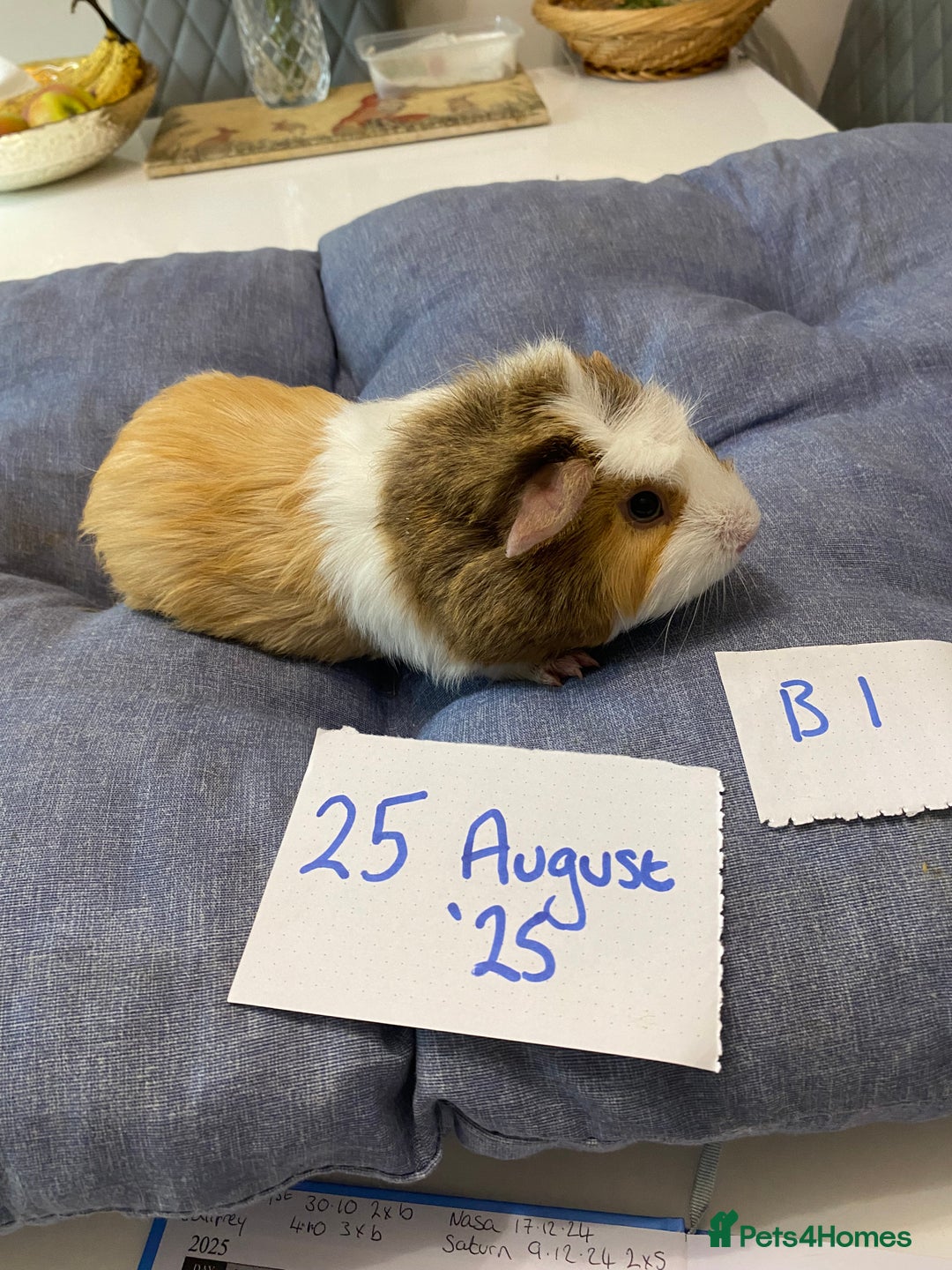 Guinea Pig rodents for sale: Beautiful baby Guinea pigs - Image 8