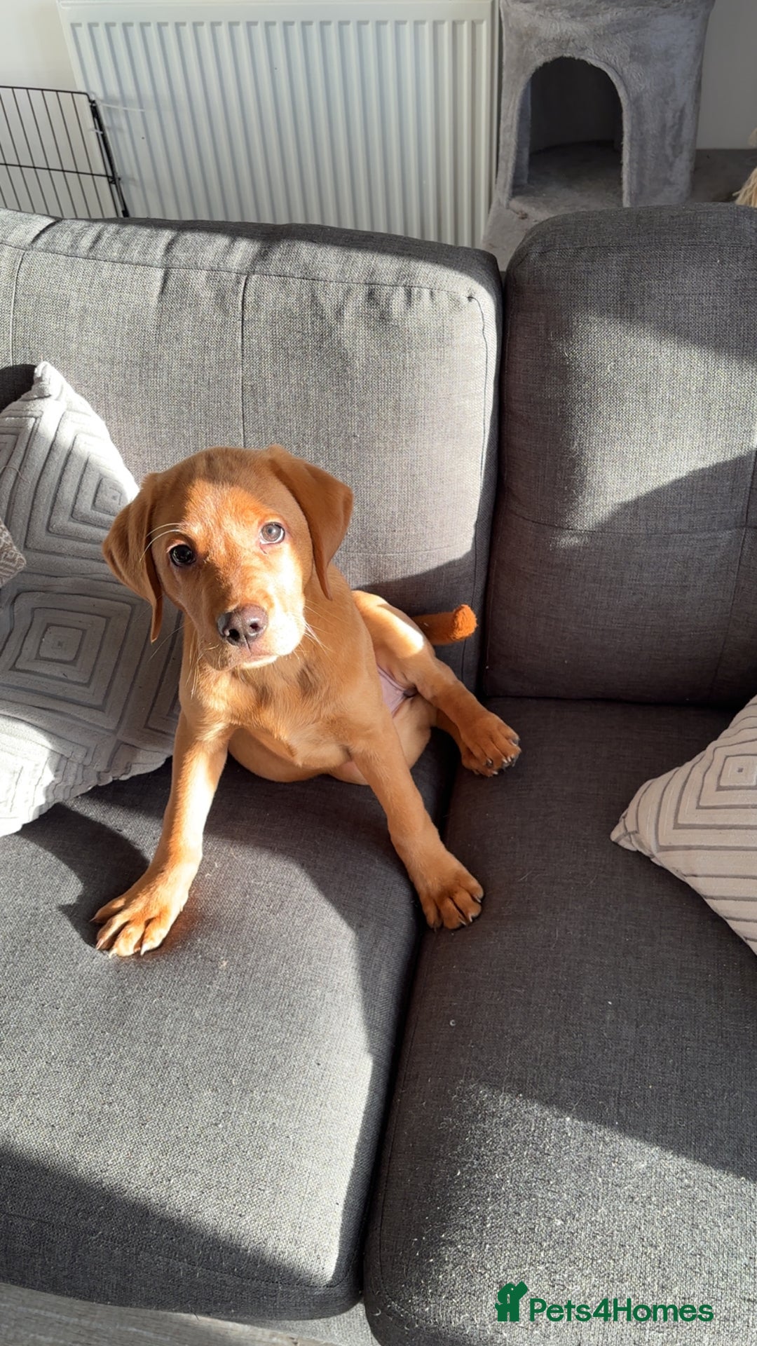 Labrador Retriever dogs for sale: Red Fox Beautiful 18 week old Lab - Advert 1