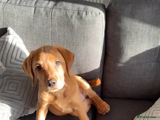 Labrador Retriever dogs Red Fox Beautiful 18 week old Lab - Advert 9