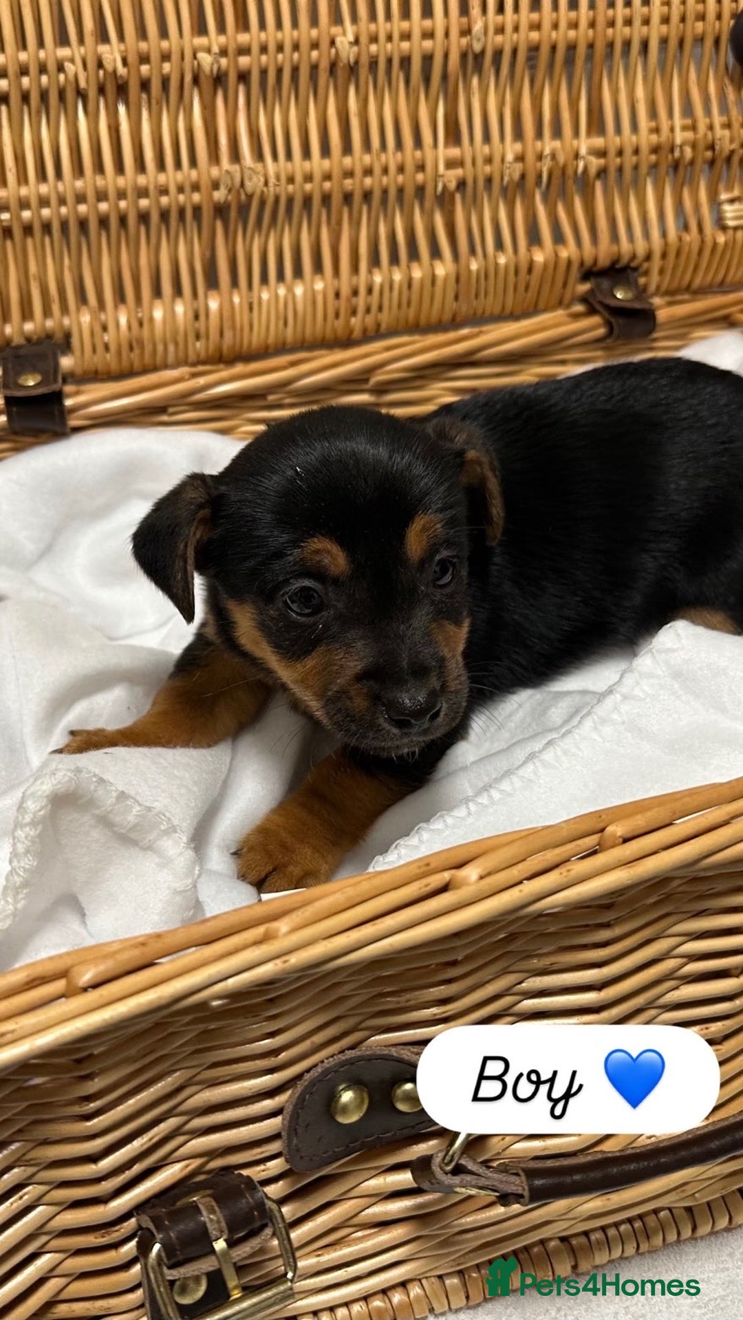 Jack Russell dogs for sale: Jack Russel Puppies  - Advert 10