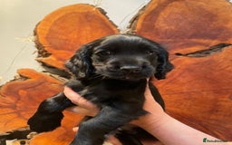 Cocker Spaniel dogs for sale: 1 Beautiful KC Reg working cocker bitch left! - Image 5