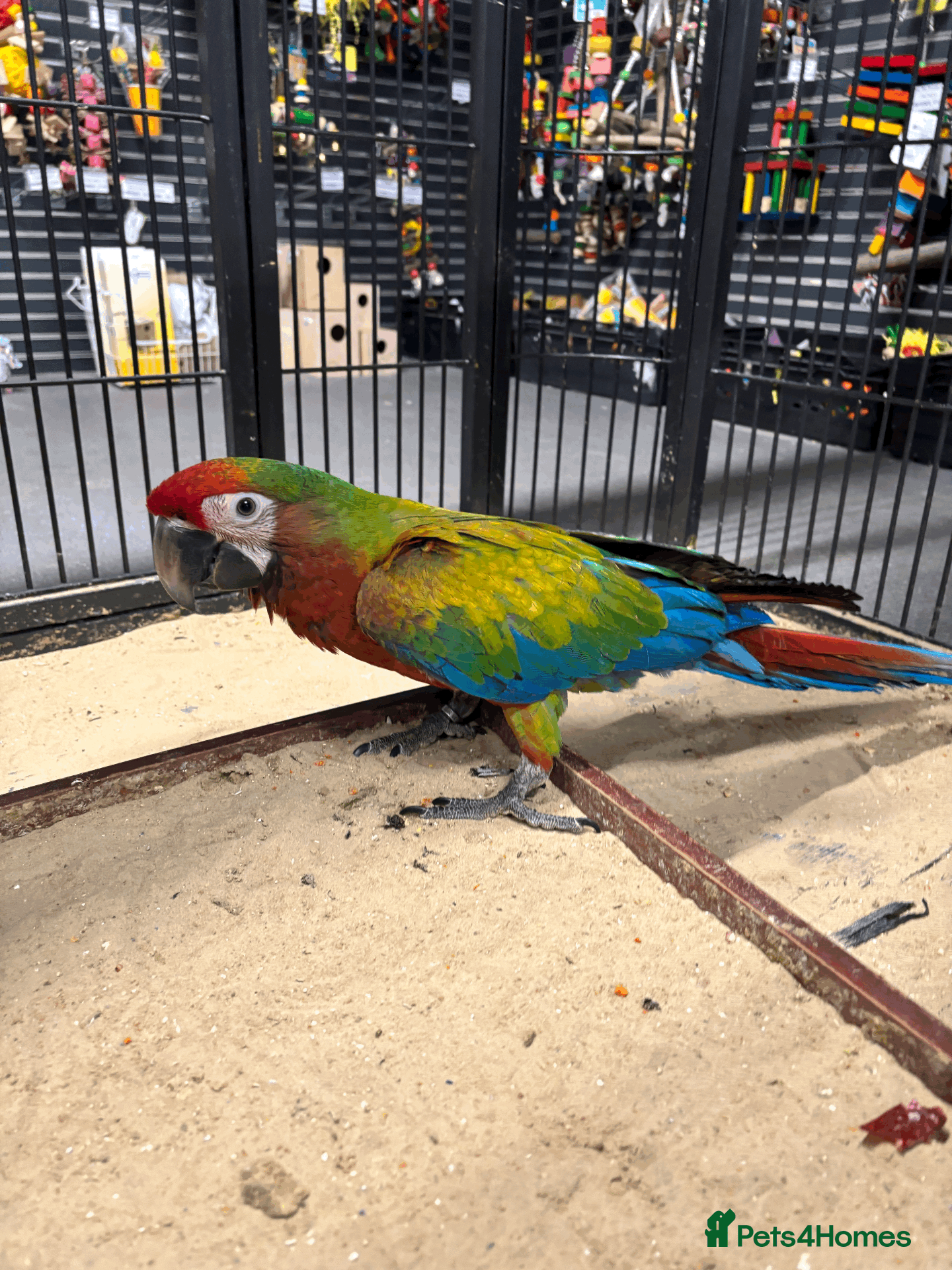 Macaws birds Gorgeous Baby hand reared Shamrock Macaw - Advert 2