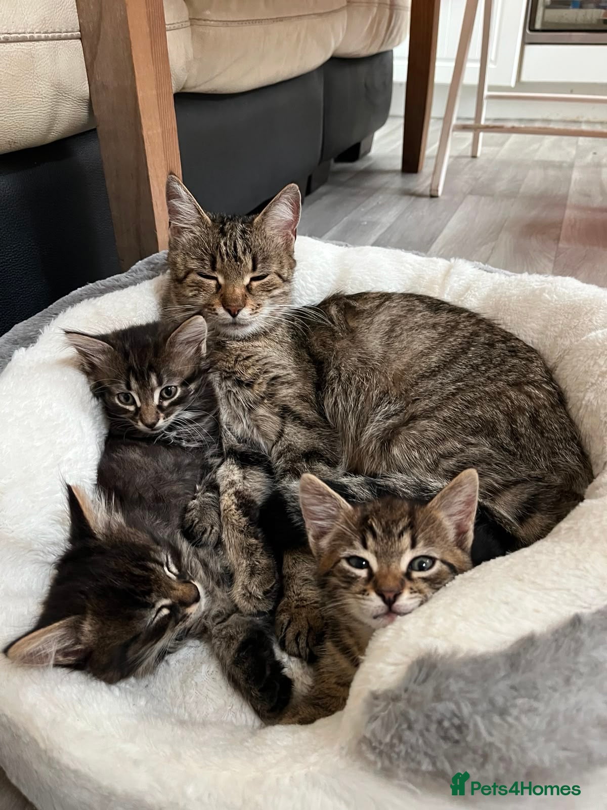 European cats Beautiful kittens 🐱 available now - Advert 1