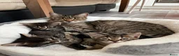 European cats for sale: Beautiful kittens 🐱 available now in Coventry - Advert 1