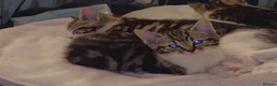 Domestic Shorthair cats for sale: 5 year old cat looking for love and cuddles in Carshalton - Advert 5