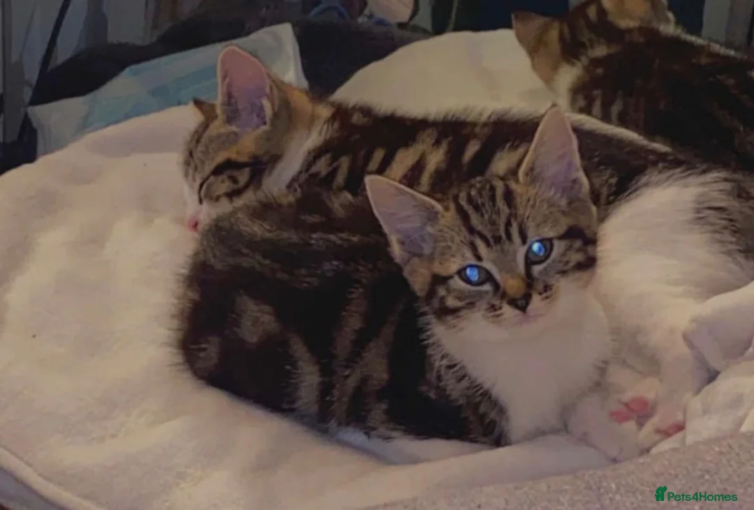 Domestic Shorthair cats for sale: 5 year old cat looking for love and cuddles in Carshalton - Advert 5