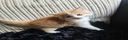 Mixed Breed cats for sale: Beautiful Kittens - Advert 13