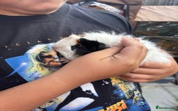 Guinea Pig rodents for sale: Guinea pigs for sale - Image 8